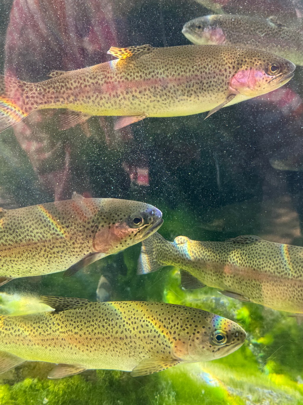 Whale Watching vs Aquarium of the Pacific: Which Is&nbsp;Better?